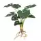 Cây cảnh lá rùa có rễ, hoa giả, đồ trang trí cây xanh Bắc Âu, trang trí văn phòng, phòng khách gia đình, chậu cây nhỏ lá rùa bình hoa mộc lan giả cây hoa mai giả Cây hoa trang trí