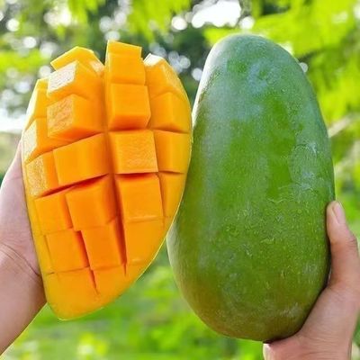大青芒个大肉厚应季时令芒果新鲜青芒果爆甜多汁新鲜现发整箱包邮