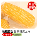 黄糯玉米真空包装10根共约2300g