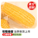 应季黄糯玉米10根公约2300g 券后14.9元包邮