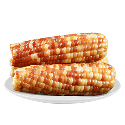 岁浓东北黄糯甜玉米有机甜糯玉米新鲜糯玉米真空包装大棒低脂代餐