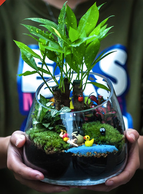 苔藓微景观生态瓶盆栽办公桌面家居龙猫生日礼物植物玻璃绿植新品