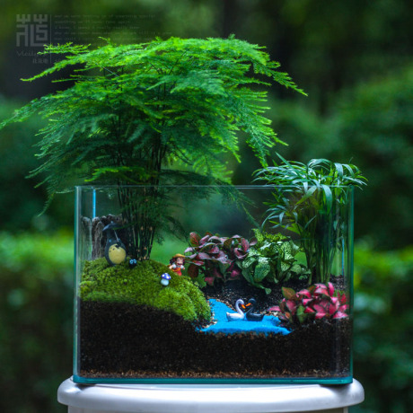 苔藓微景观生态瓶玻璃文竹盆景花房鱼缸植物绿植礼物diy盆栽成品