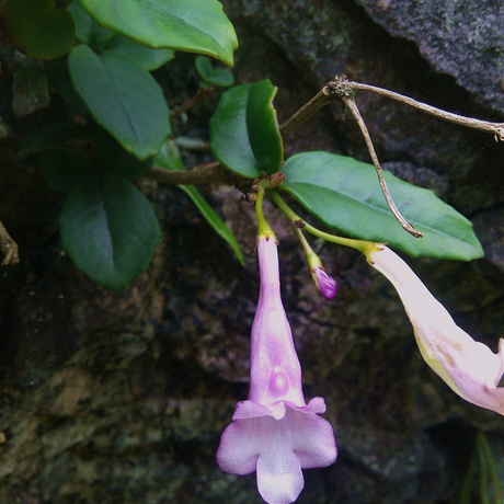 广西原生 吊石苣苔(原变种) 稀有苦苣苔办公桌花卉盆栽喜阴花卉