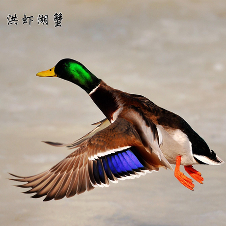 爱逛街为您找到洪湖野鸭相关的宝贝,您可以在下面的板块中挑选喜欢的