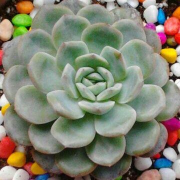 潘多拉园艺|锦晃星 约5cm中等株 多肉植物批发 现在还不红 注意