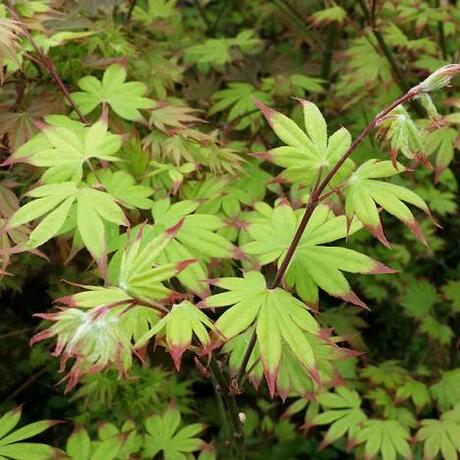 日本枫树 爪柿tsuma gaki 2年盆栽苗