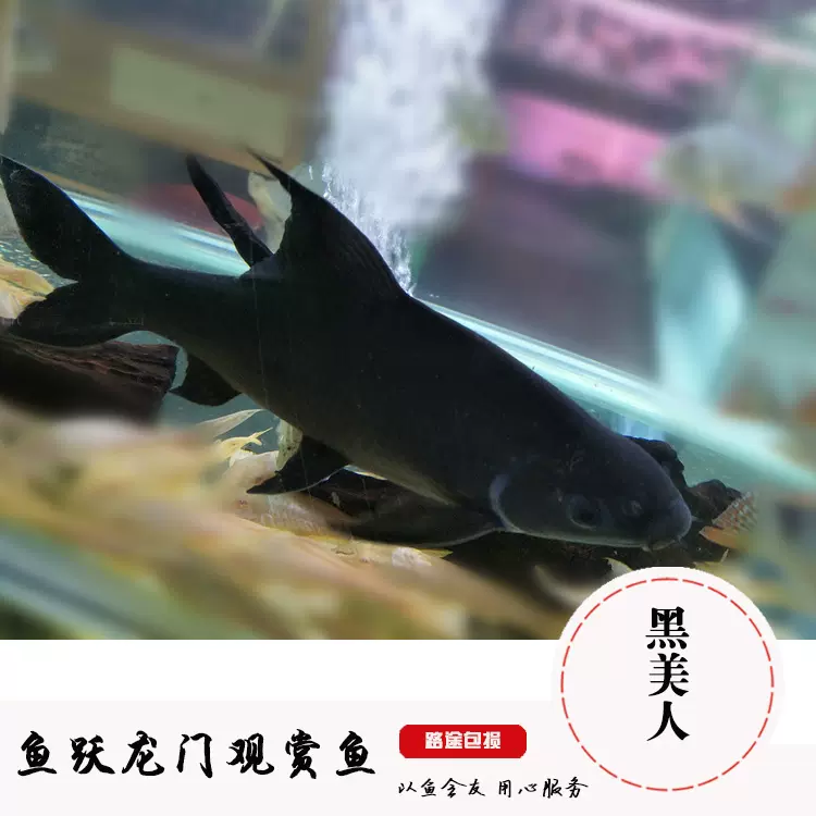 古代蝴蝶魚小型魚觀賞淡水魚熱帶魚上層活體水族魚古代蝴蝶魚活體 Taobao