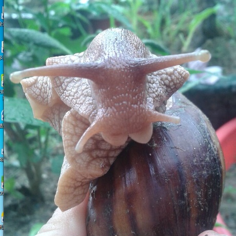 爱逛街为您找到宠物蜗牛相关的宝贝,您可以在下面的板块中挑选喜欢的