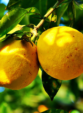 枸橼佛手香橼果香泡佛手果鲜果新鲜原生佛手柑佛手瓜1斤现摘香圆