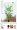 1.8米散尾葵送原盆☘环保材质