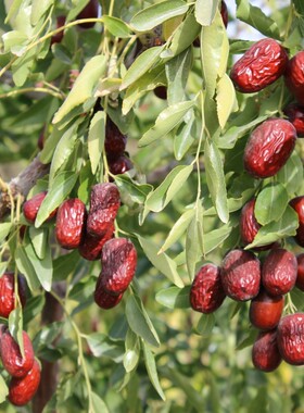 爱逛街为您找到子母河原枣相关的宝贝,您可以在下面的板块中挑选喜欢