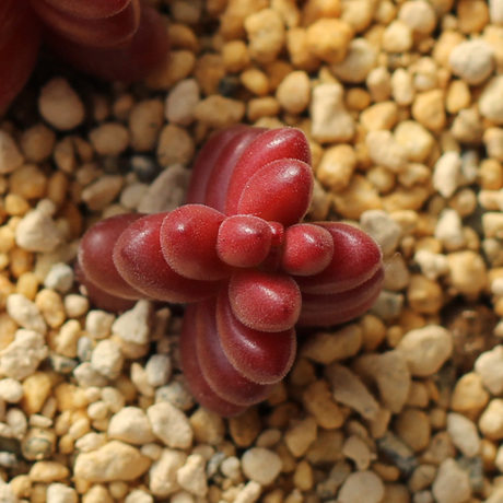 23大棚自繁 珊瑚珠 特价爆款 迷你种多肉 防辐射盆栽 办公室花卉