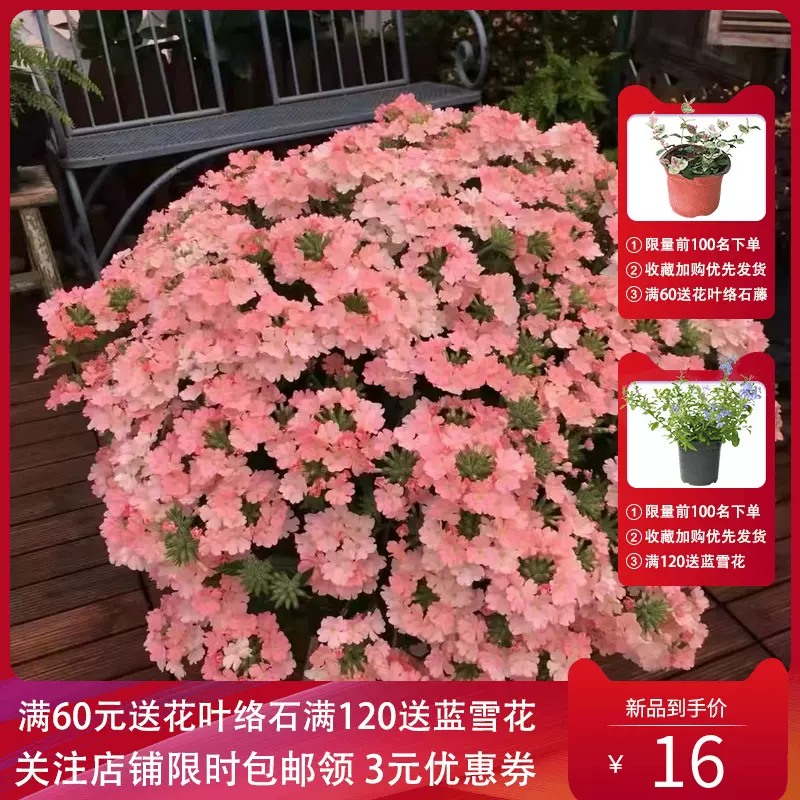 紫叶千鸟花盆栽花苗多年生宿根草本花园花镜植物山桃草花期长 紫叶千鸟花盆栽花苗多年生宿根草本花园花镜植物山桃草花期长