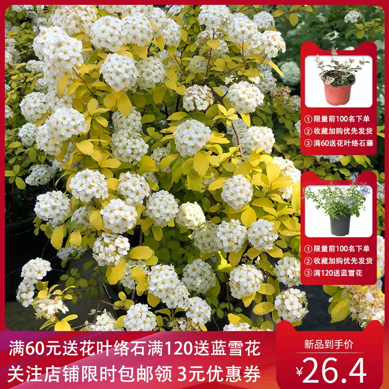 紫叶千鸟花盆栽花苗多年生宿根草本花园花镜植物山桃草花期长