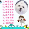 Товары от 宠物派小丸子
