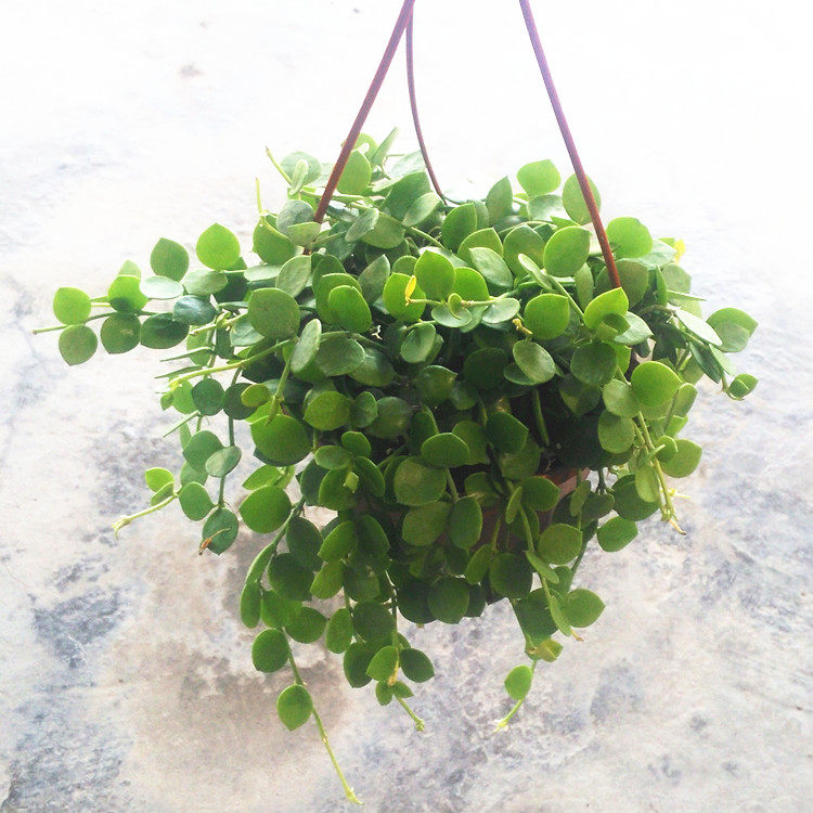 吊金钱多肉植物串钱藤垂吊篮花卉室内阳台百万心纽扣玉藤肉肉盆栽