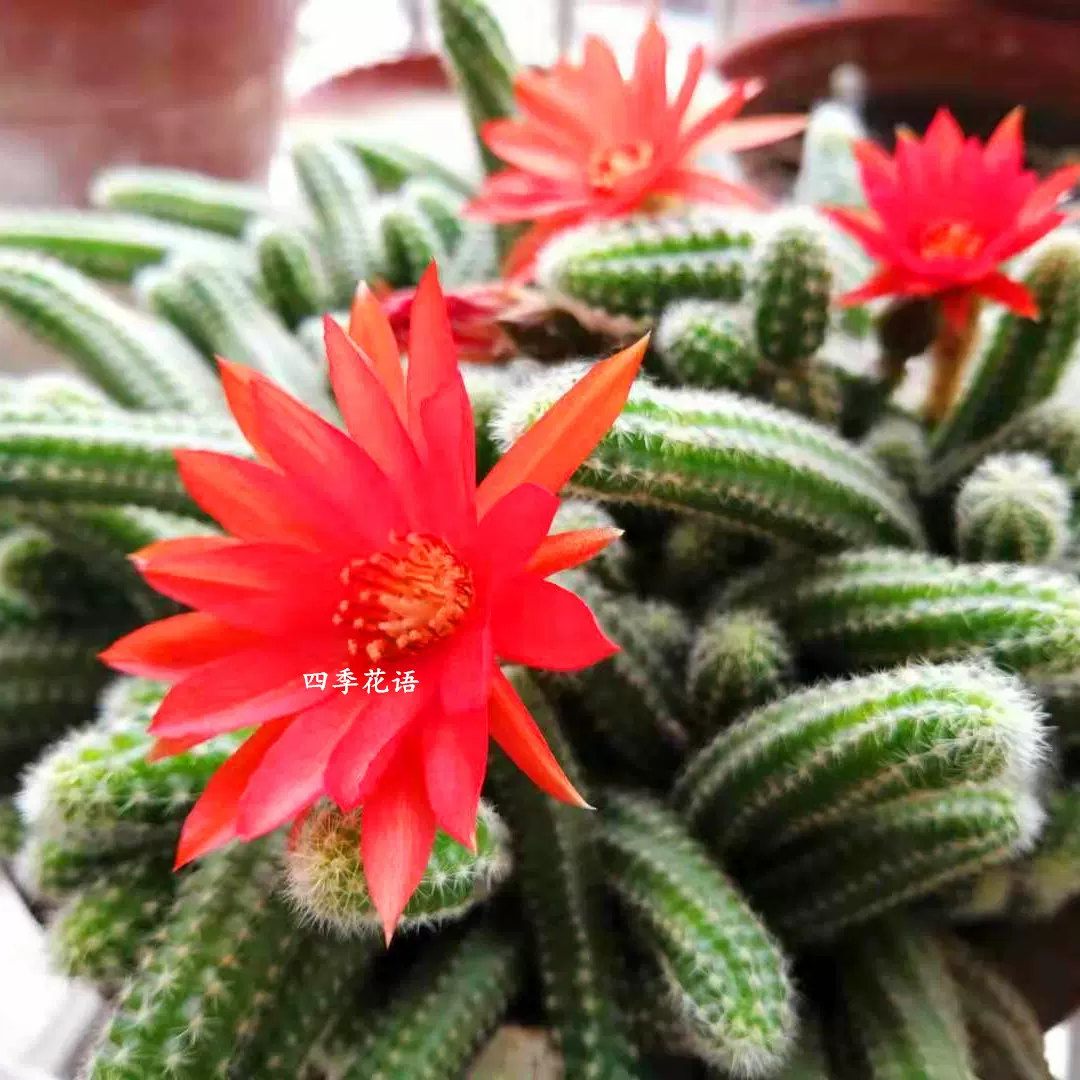 四季花语花笠丸仙人球爱群开的仙人球黄花强刺宝山球属仙人球