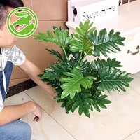 65 см Hi Pingjia (исключая горшки)