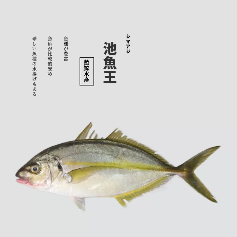 斤 黃尾鰤天然鮮活深海鮮日料刺身生魚片急凍超低溫青甘黃條鰤 Taobao