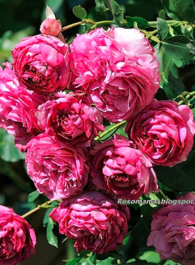 超新品日本月季 魔果.魔果モコモコ 切花月季花型饱满多变包邮