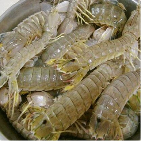 北京闪送 皮皮虾鲜活 富贵虾 琵琶虾 濑尿虾爬子虾姑500g