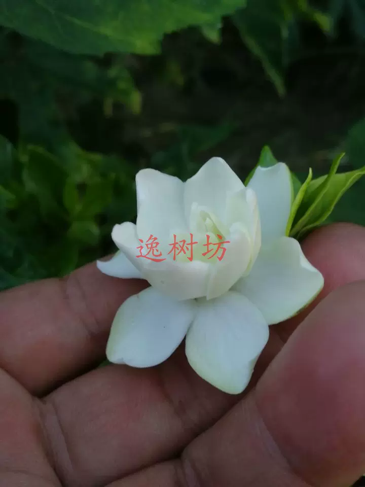 日本喜代誉栀子花苗卷叶燃烧叶栀子花盆景素材苗 Taobao