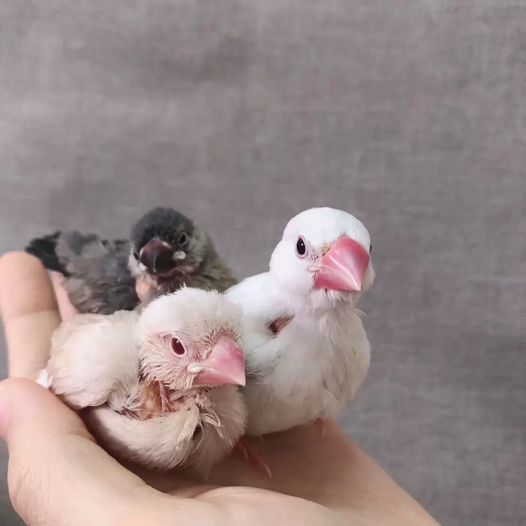 手養獨立銀文鳥 駝文鳥 白文鳥 灰文鳥