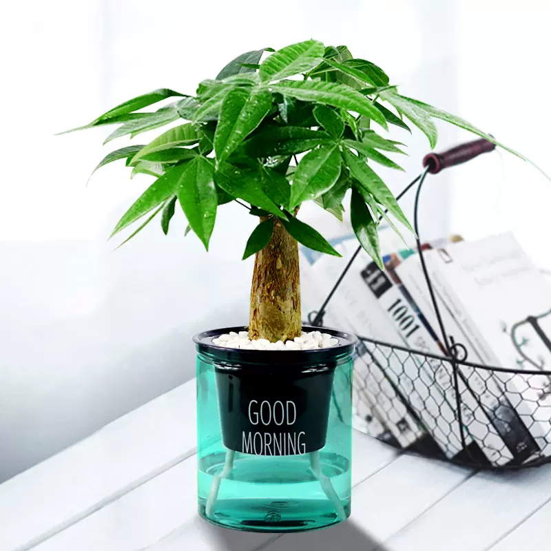 发财树盆栽植物室内客厅招财小绿植办公室桌面水培好