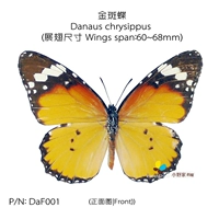 Golden Ban Butterfly Danaus Chrysippus 60-68 мм Юньнан
