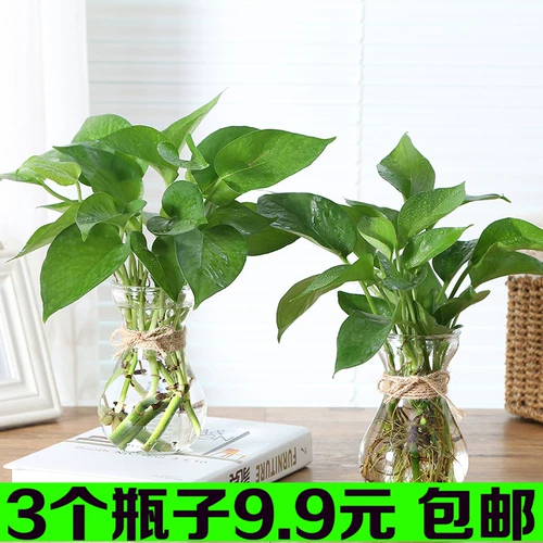 Креативная глянцевая лампа для растений, прозрачный цветочный горшок, чай Тегуаньинь