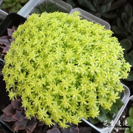 多肉植物黄金万年草佛甲草铺盆草盆栽绿植花卉组合办公室阳台