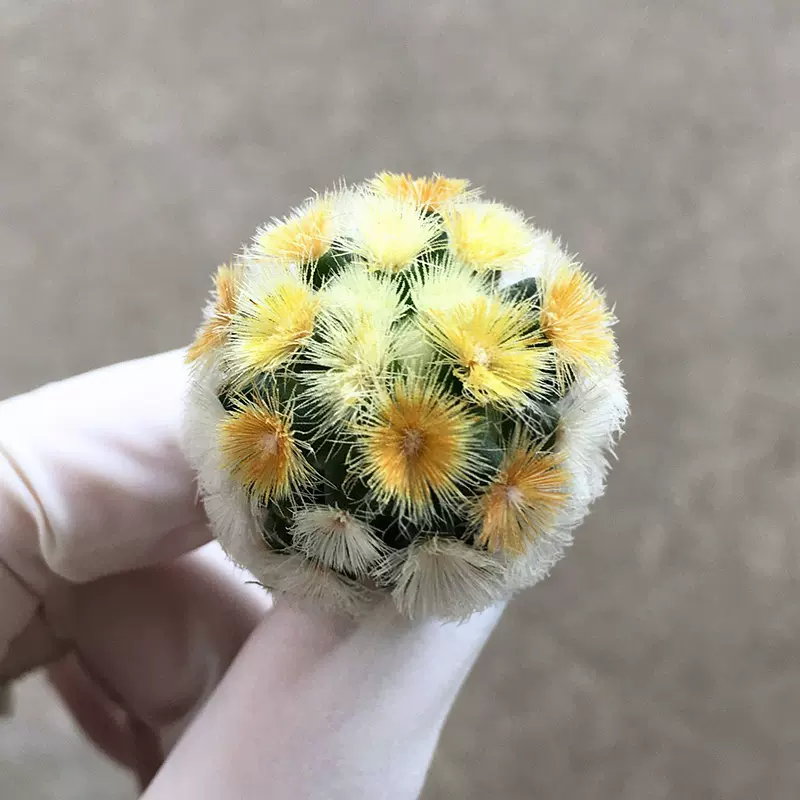 植物员外白花菊水实生strombocactus Disciformis一物一拍仙人球