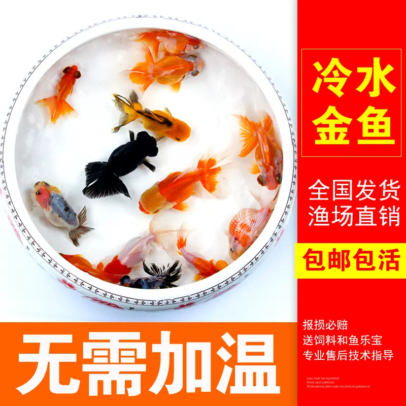 水晶虾喂食盆玻璃鱼缸观赏宠物虾喂食器虾粮盘饲料盆食盘