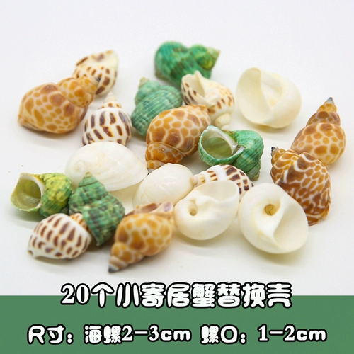 Натуральная раковина рыбака бакала