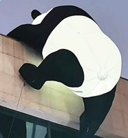 2-метровая панда, лазающая по стенам+вентилятор