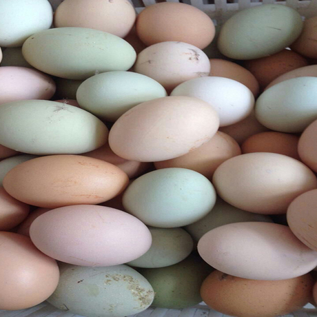 爱逛街为您找到芦花鸡蛋相关的宝贝,您可以在下面的板块中挑选喜欢的