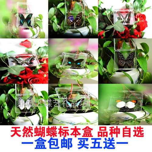 Новый образ образец образец для обучения для обучения бабочки с крыльями