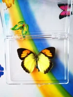 Оранжевая порошковая бабочка 5 см