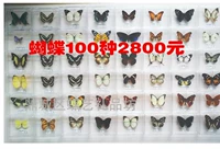 100 видов бабочки