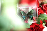 Для принцессы, ７см