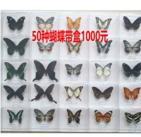 50 видов бабочки