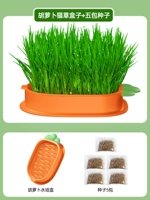 Гидропонная кошачья трава моркови [5 пакетов семян можно посадить 5 раз]