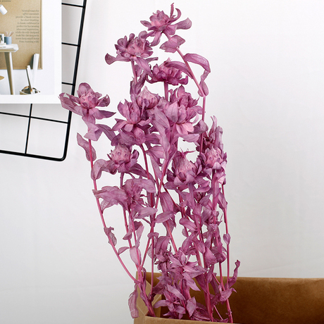 菠萝菊干花真花保鲜花橙色配花居家摆饰简约文艺清新粉芦苇配饰