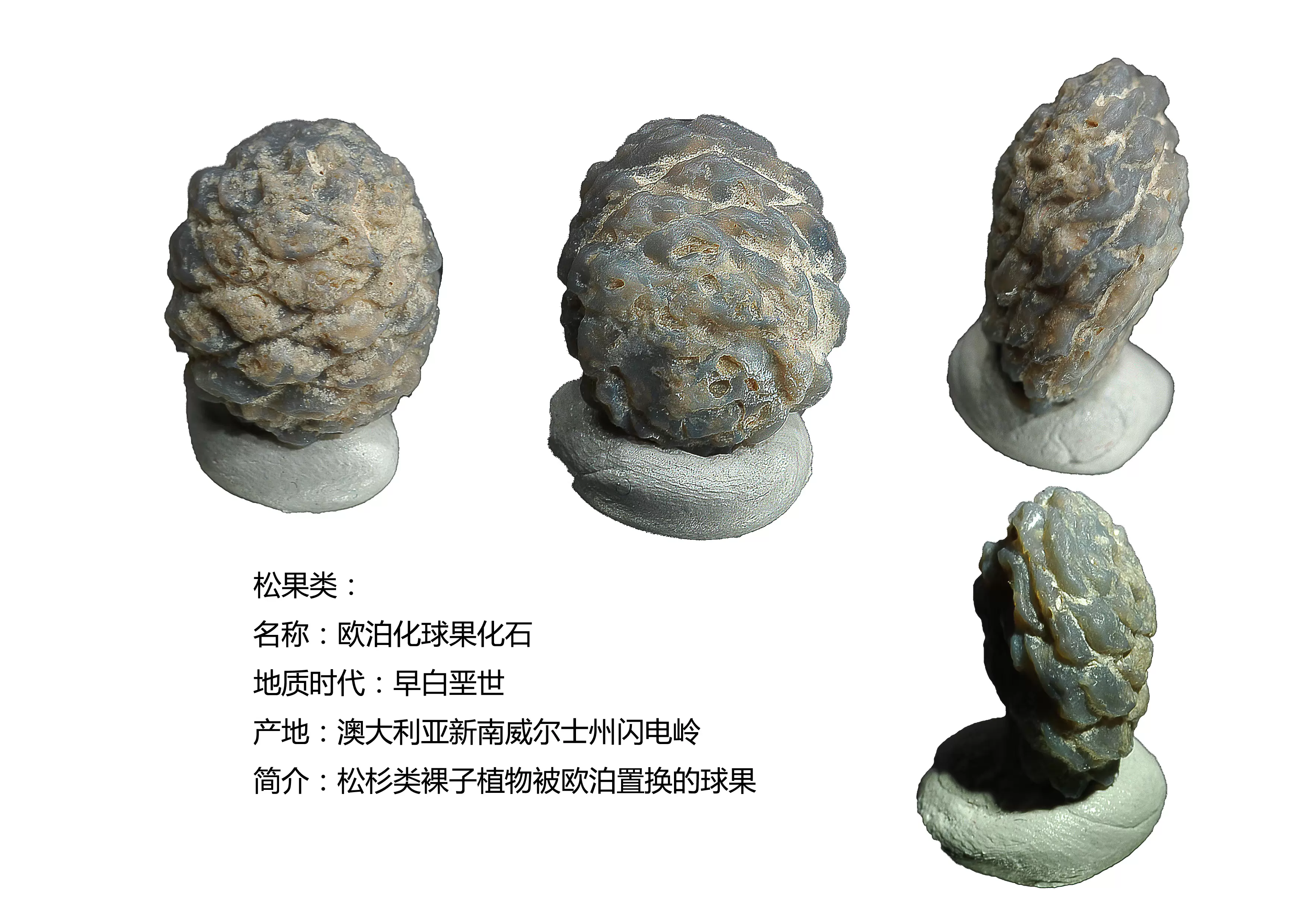 澳大利亚umbilia Eximia宝螺化石