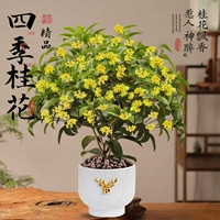 Премиальная раковина Four Seasons Osmanthus + Golden Deer (45-60 см) [украшение дома]