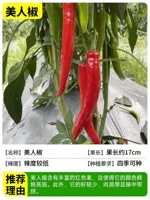 3 красивых саженца перца [Король ингредиентов]