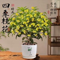 Четырехсезонный османтус премиум-класса+простая раковина (45-60 см) [Полный дом, наполненный ароматом]