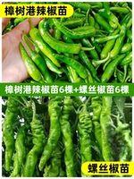 6 саженцев перца Чжаншуган + 6 саженцев винтового перца