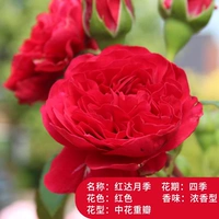 Red Da Rose [Dahua Four Seasons] Не поднимайтесь на лозу